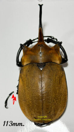 Megasoma elephas elephas