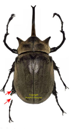 Megasoma elephas elephas