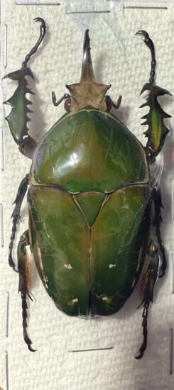 Mecynorhina torquata immaculicollis