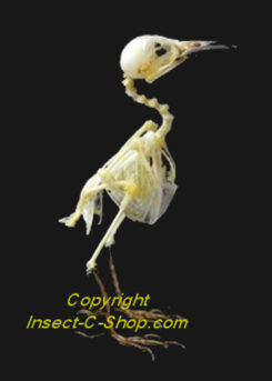 Aegithina tiphia scapularis ( skeleton )