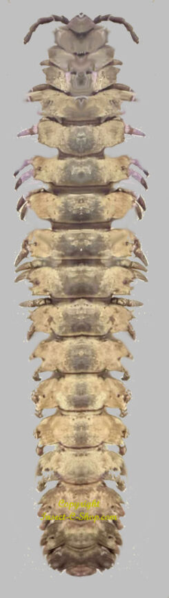 Barydesmus propinquus