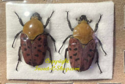 Conradtia principalis