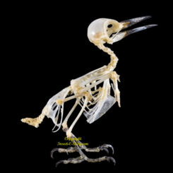 Dendrocopos macei  ( skeleton )