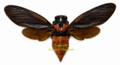 Huechys sanguinea ( étalé )