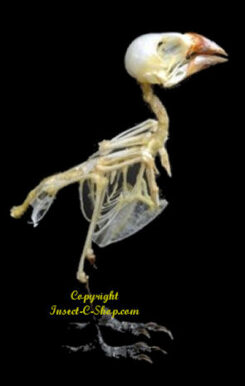 Lonchura maja ( skeleton )