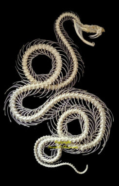 Trimeresurus albolabris NEW ( double rolling curved skeleton )