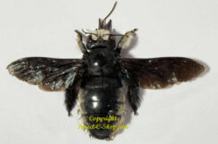Xylocopa sp. ( spread )
