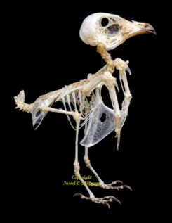 Collocalia esculenta  ( skeleton )