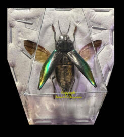 Cyphogastra rollei ( étalé )