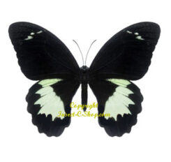 Papilio aegeus ormenus