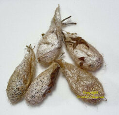 Argema mittrei ( 5pcs - Cocons vide )