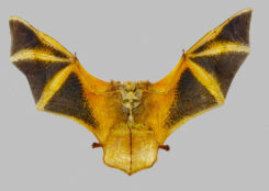 Kerivoula picta ( winged skeleton )