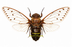 Megapomponia merula ( spread ) large