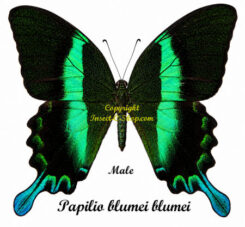 Papilio ( Achillides ) blumei blumei