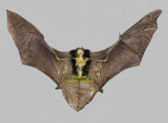 Pipistrellus imbricatus ( ailée squelette )