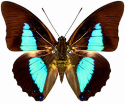 Prepona ( Archaeoprepona ) dexamenus dexamenus