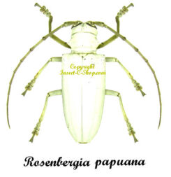 Rosenbergia papuana