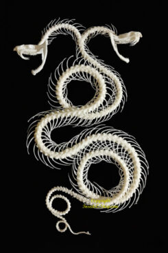Trimeresurus albolabris - UNIQUE - DOUBLE HEAD ( rolling skeleton )