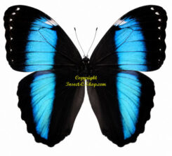 Morpho achilles ( 5-pcs )