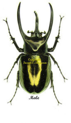 Chalcosoma chiron janssensi