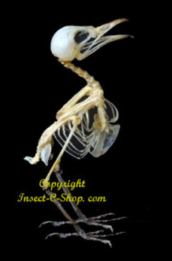 Cisticola juncidis ( squelette )