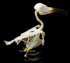 Merops philippinus javanicus ( skeleton )