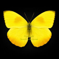 Phoebis philea philea ( 5-pcs )