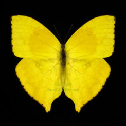 Phoebis rurina rurina ( 5-pcs )