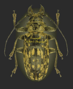 Tithoes ( Acanthophorus ) confinis