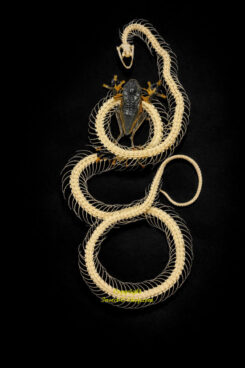 Ptyas korros  ( squelette double roulant avec grenouille )