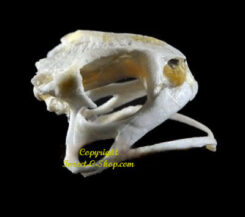 Duttaphrynus melanostictus ( crâne )