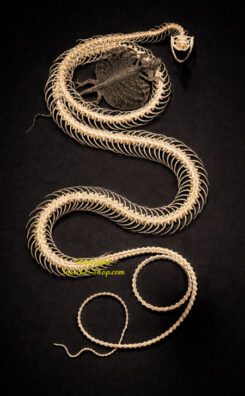 Ptyas korros  ( squelette double roulant avec lézard )