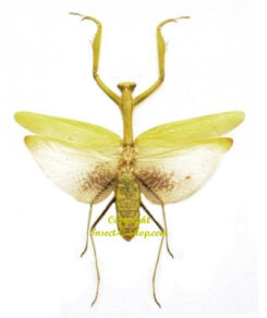 Statilia nemoralis - green - ( spread )