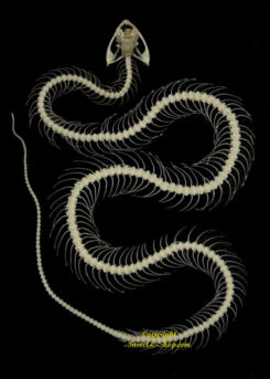 Trimeresurus albolabris - Nouveau - ( form #3 - squelette incurvé )