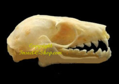 Eonycteris spelaea ( crâne )