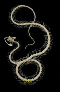 Trimeresurus albolabris  ( squelette  roulant form #4 )