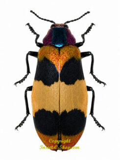 Chrysochroa corbetti