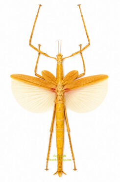 Eurycnema versirubra - orange form ( spread )