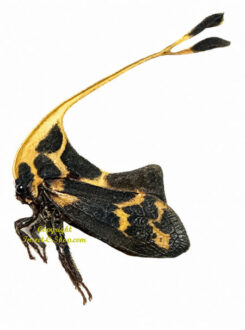 Gigantorhabdus enderleini