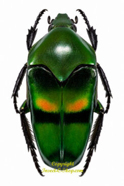 Ischiopsopha bifasciata ( forme rouge )