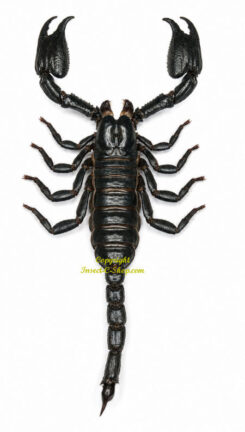 Javanimetrus ( Heterometrus ) cyaneus ( large )