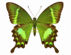 Papilio neumoegeni