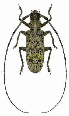 Pseudomeges marmoratus