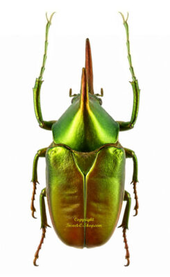Theodosia viridiaurata