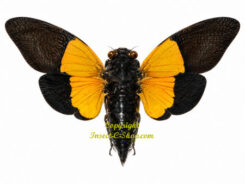 Trengganua sybylla - forme orange  ( étalé )