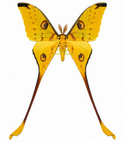 Argema mittrei