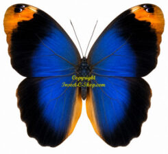 Caligo beltrao ( 5-pcs )