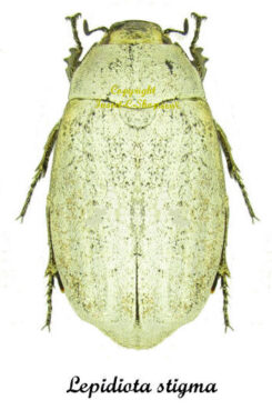 Lepidiota stigma ( blanc )