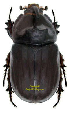 Oryctes nasicornis