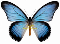Papilio zalmoxis